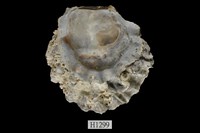 藏品(硨蟝牡蠣)的圖片